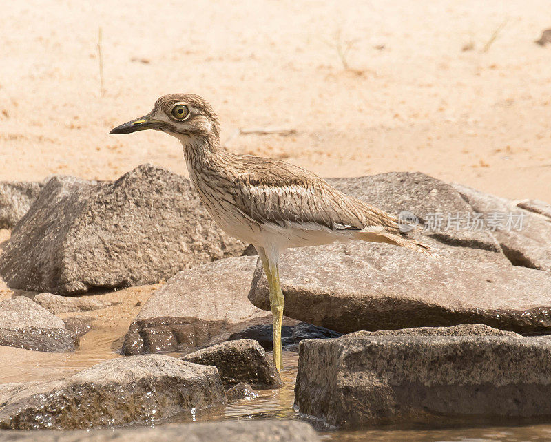 水Thick-Knee