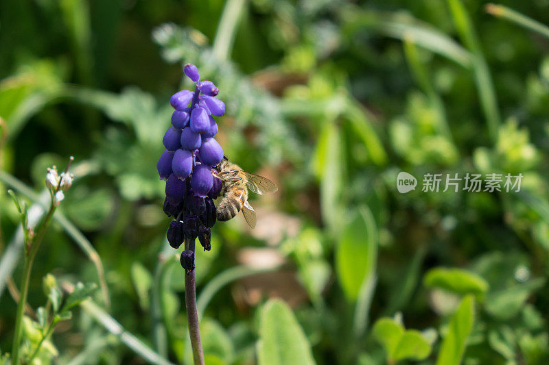 蜜蜂采摘葡萄风信子