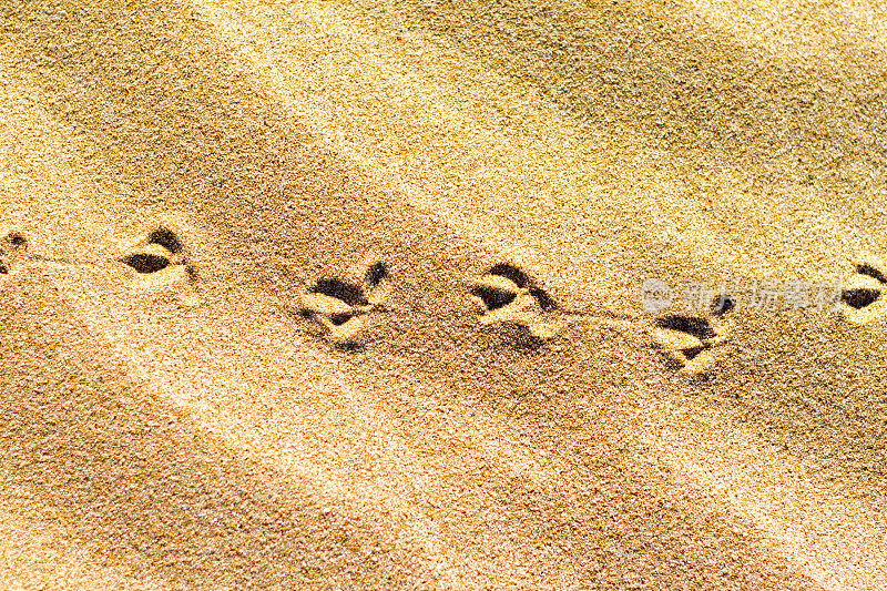 背景纹理:阳光下的沙子上的鸟的轨迹(特写)
