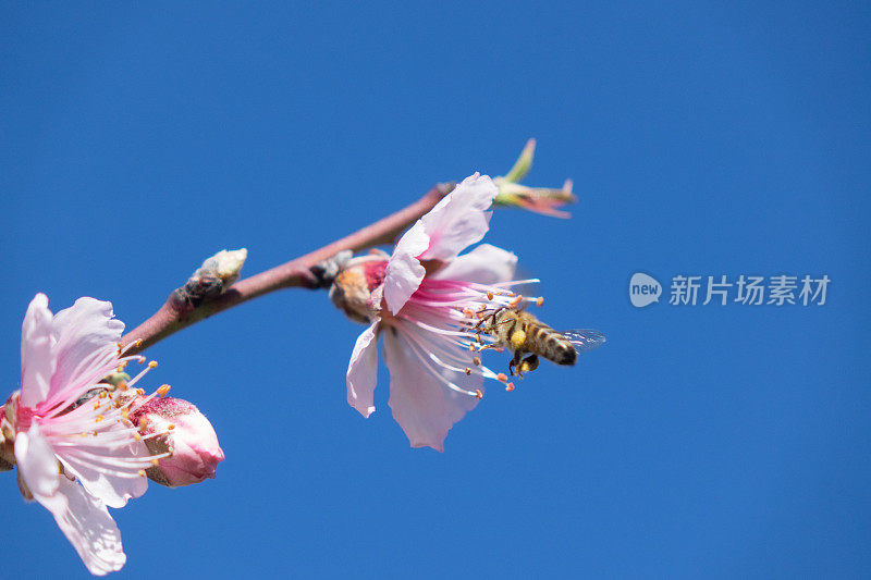 杏花上的蜜蜂