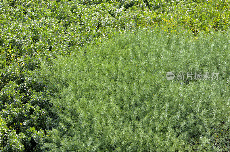 油菜花领域