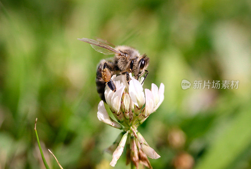 蜜蜂在花上采集花蜜