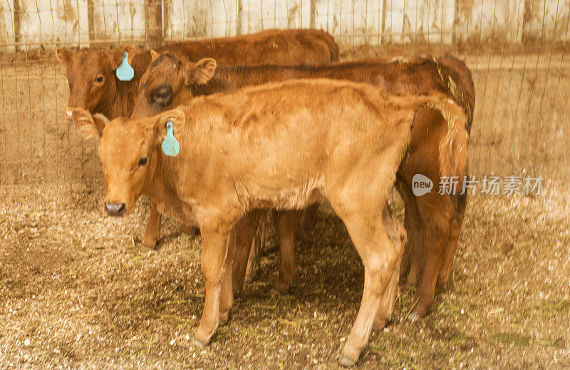 在美国犹他州盐湖城的牧场牧场放牧牛、牛、小牛肉