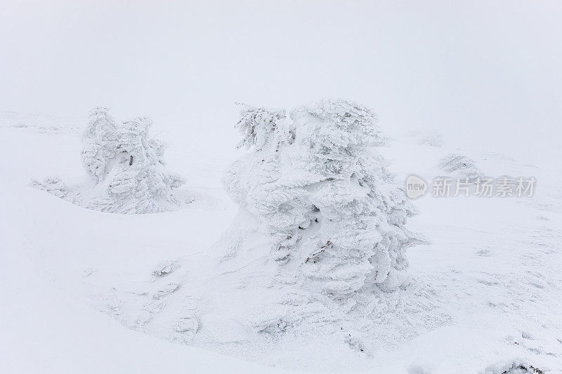 喀尔巴阡暴风雪中的雪顶云杉