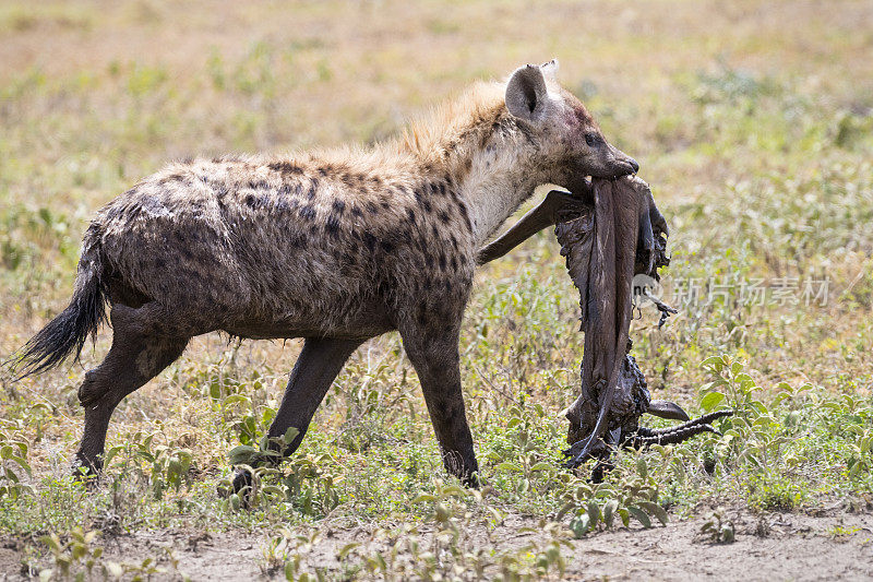 鬣狗驮着羚羊骨架，非洲