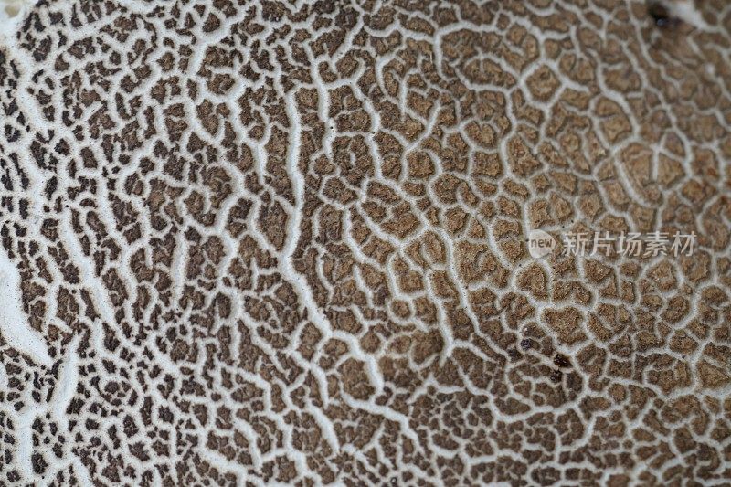 蘑菇皮肤文摘