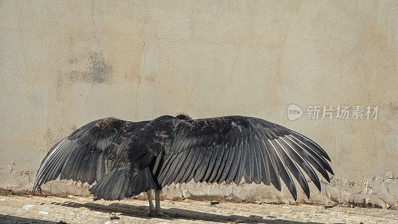 黑色秃鹫展开翅膀
