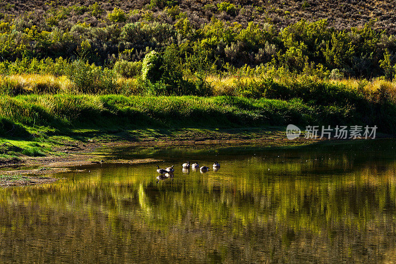 沿河流自然栖息地的加拿大鹅