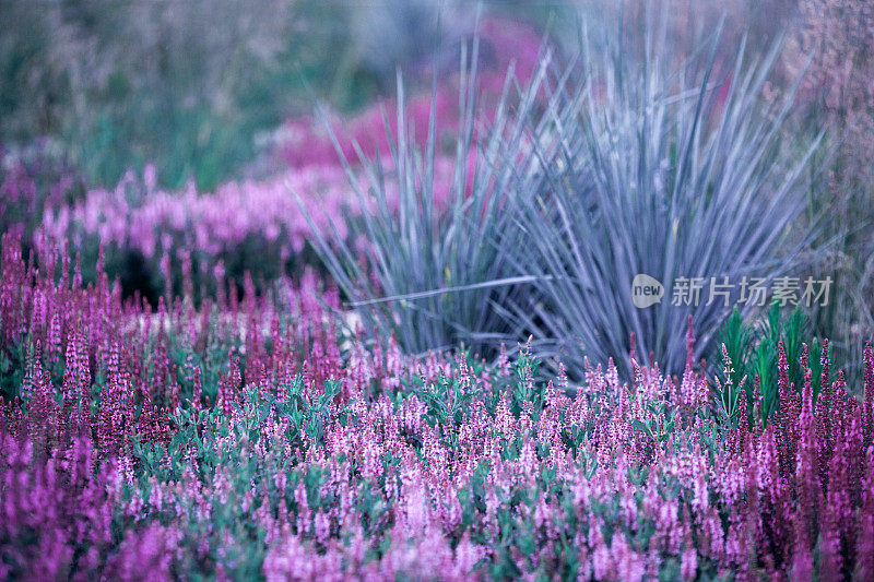 美丽的花坛夏天的花