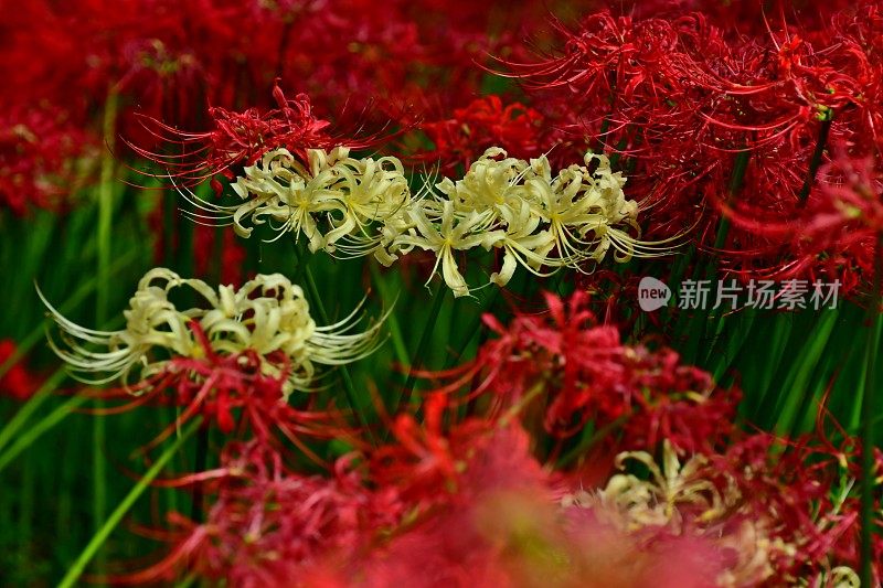 蜘蛛百合花，日高市，日本