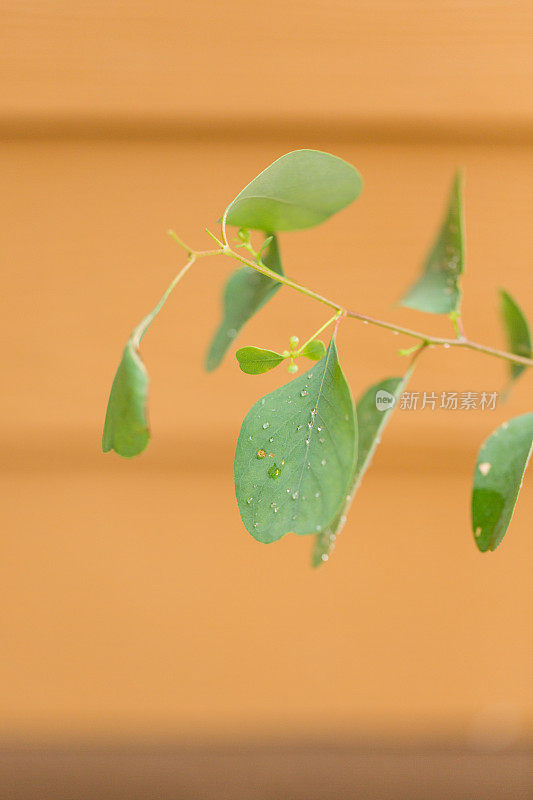 桉树“幸运的国家”植物