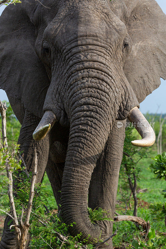 在南非的大克鲁格国家公园，雄伟的公象正在进食