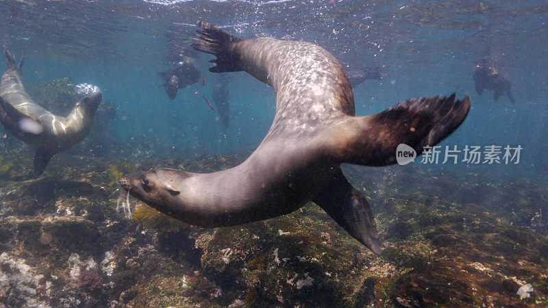 加拉帕戈斯海狮在镜头前游泳