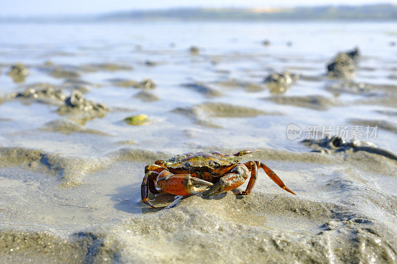 在法国布列塔尼海岸的潮沙上有爪子的螃蟹