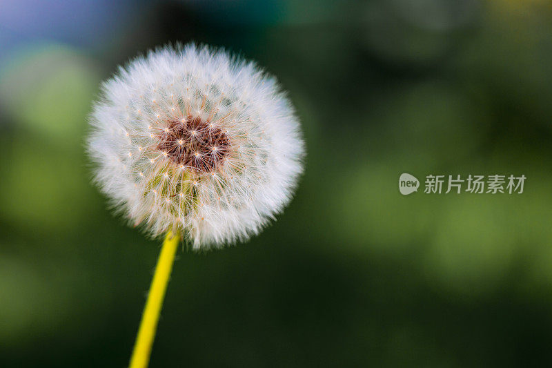 花园里的蒲公英花和种子的微距图像