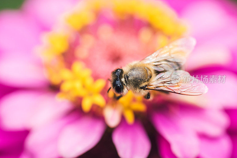 百日Elegans花上的蜜蜂