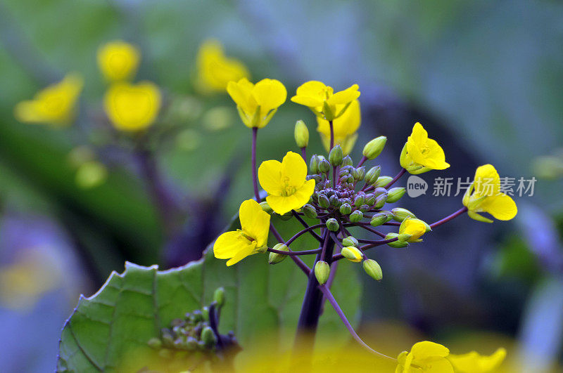 油菜花领域