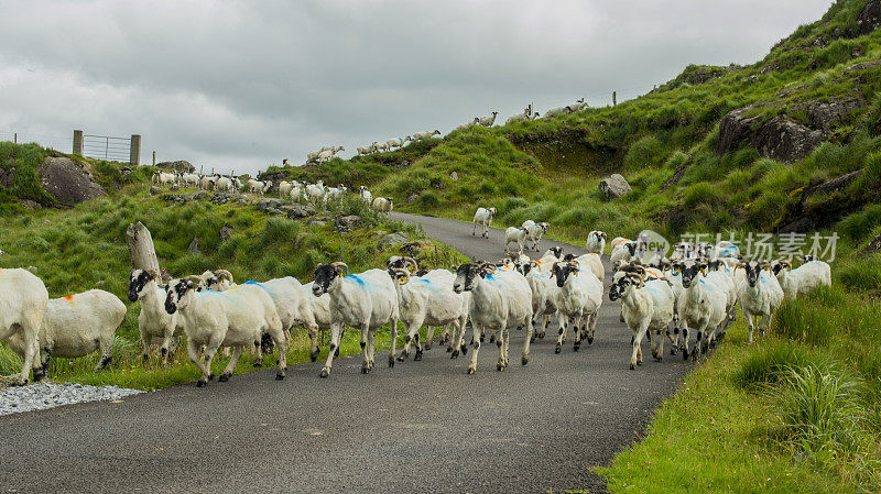 爱尔兰凯里市公路上的羊群。