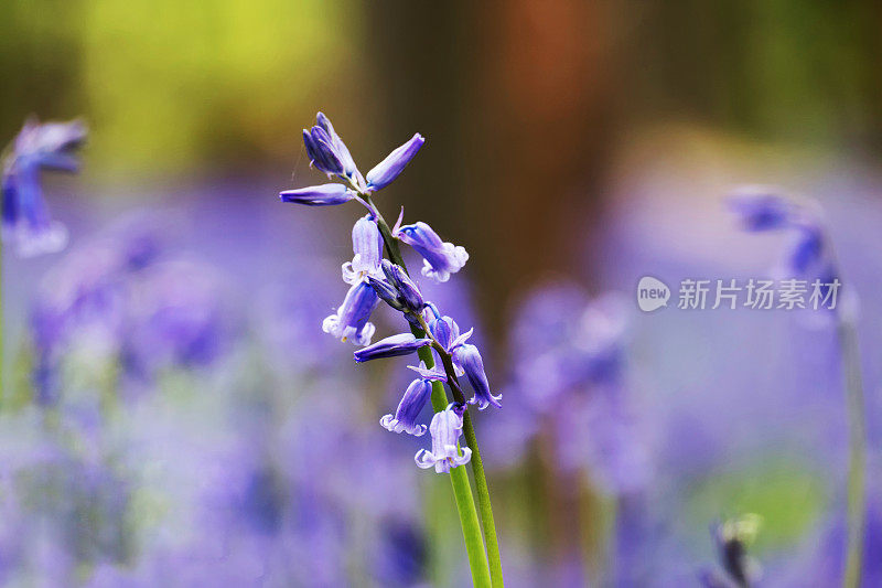 春天开花的风信子