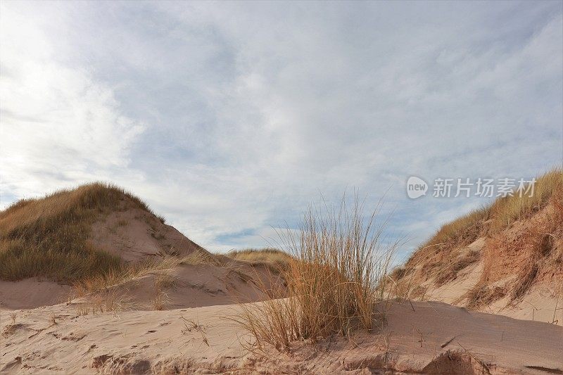 Marram草和沙丘纹理效果的近景