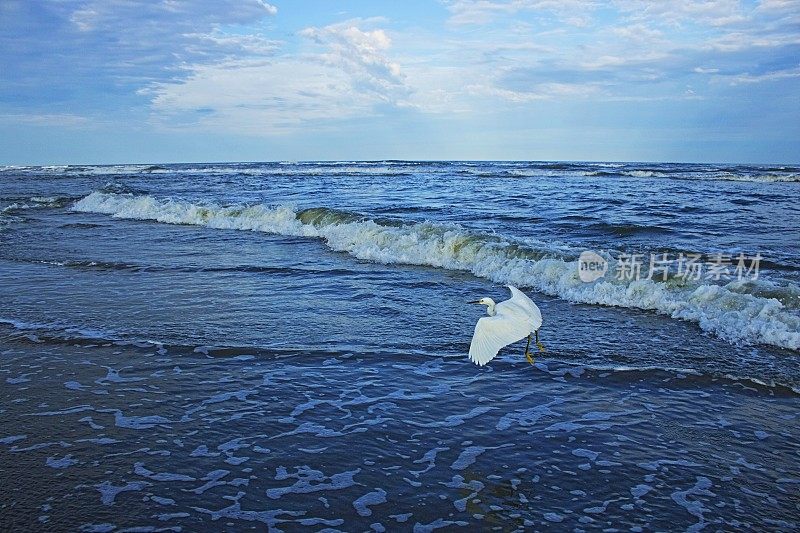 美国南卡罗来纳，黎明时分，苍鹭海鸟带着海浪飞过海滩