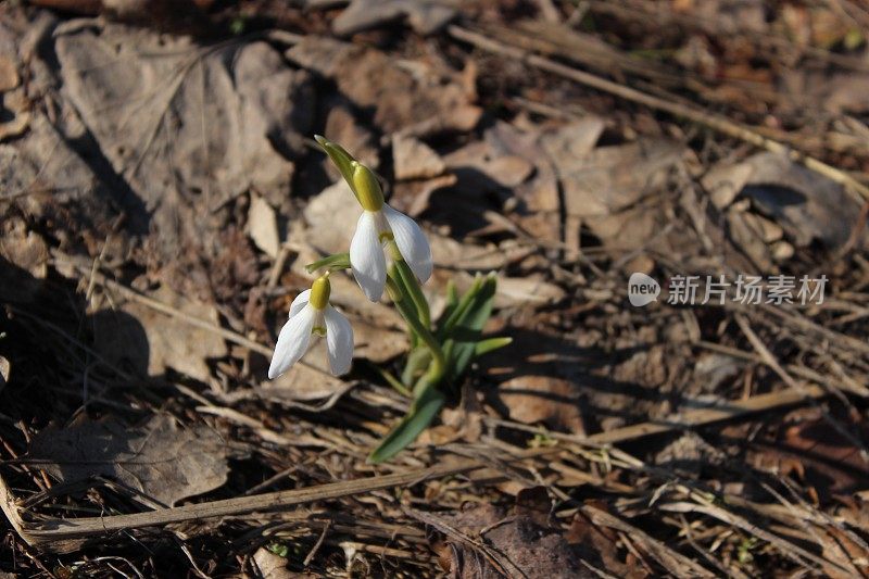 第一朵雪花莲花在二月底