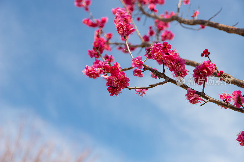 白色的梅花在春天盛开