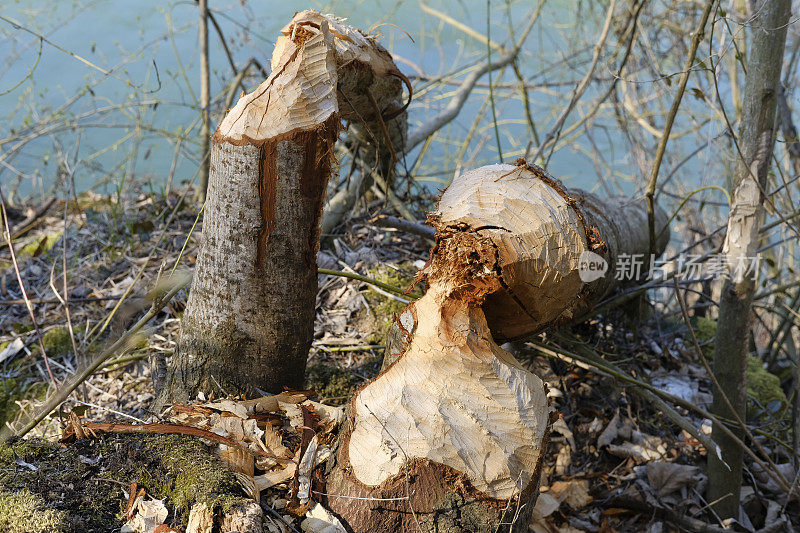 被海狸损坏的树木(蓖麻纤维)。“特劳恩”河岸边。上奥地利州