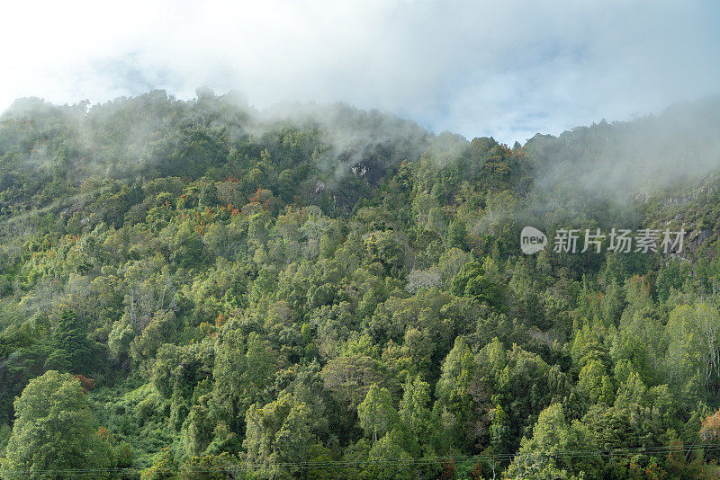 智利瓦拉斯港，智利湖区，被云层覆盖的树林