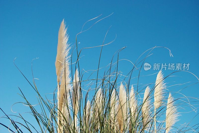 新西兰植物-“Toitoi”或“脚趾”草