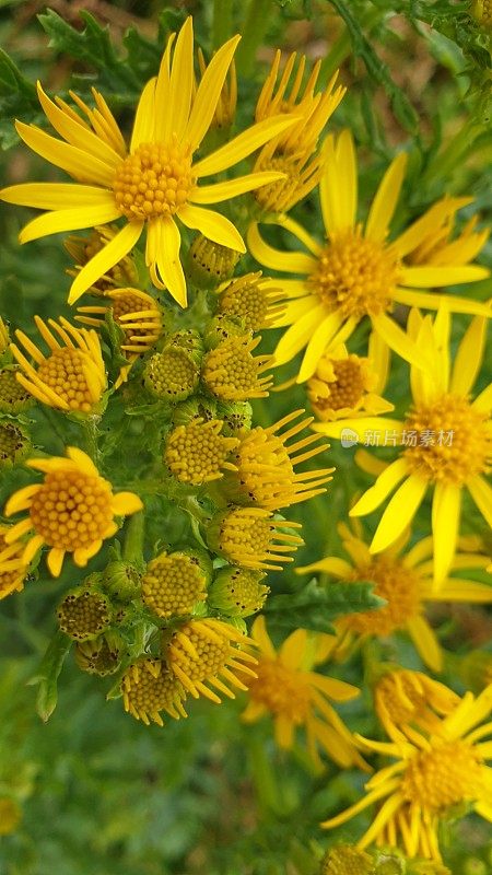 野生黄花