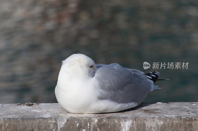 海鸥