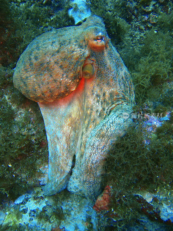 章鱼是一种八足章鱼目软体动物