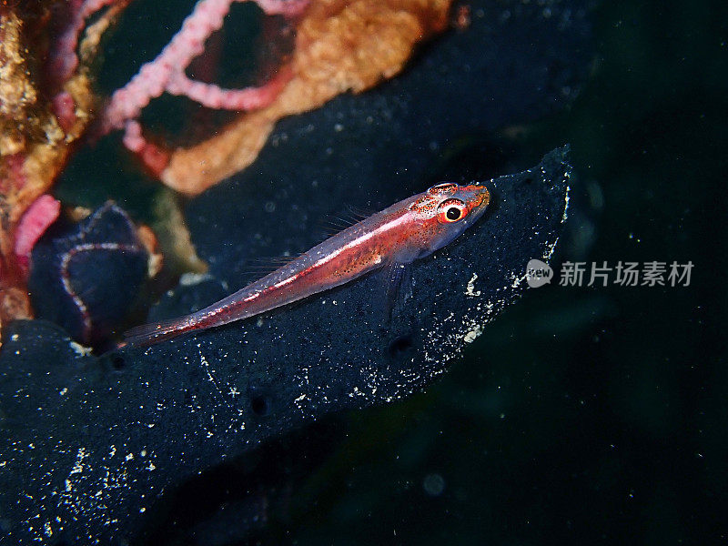 在休闲潜水沙巴州，婆罗洲虾虎鱼的特写和微距镜头。