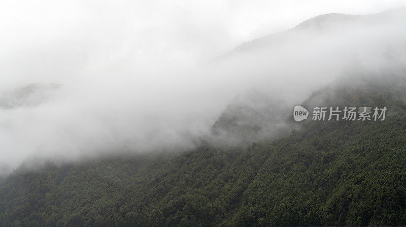 雨林雾