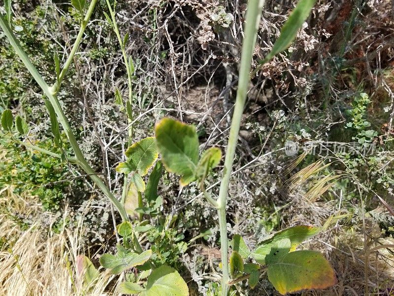 芸苔属植物黑质