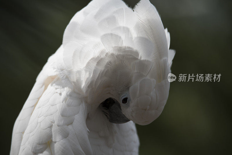 伞风头鹦鹉梳理