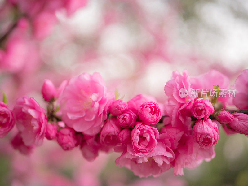 枝与花杏仁。