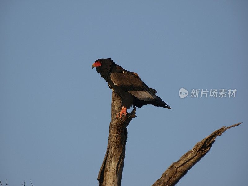 南非林波波市，刺丛动物保护区