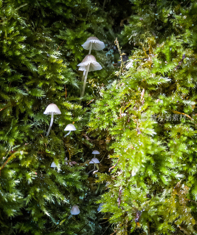 生长在树上苔藓中的小型腐生野生蘑菇