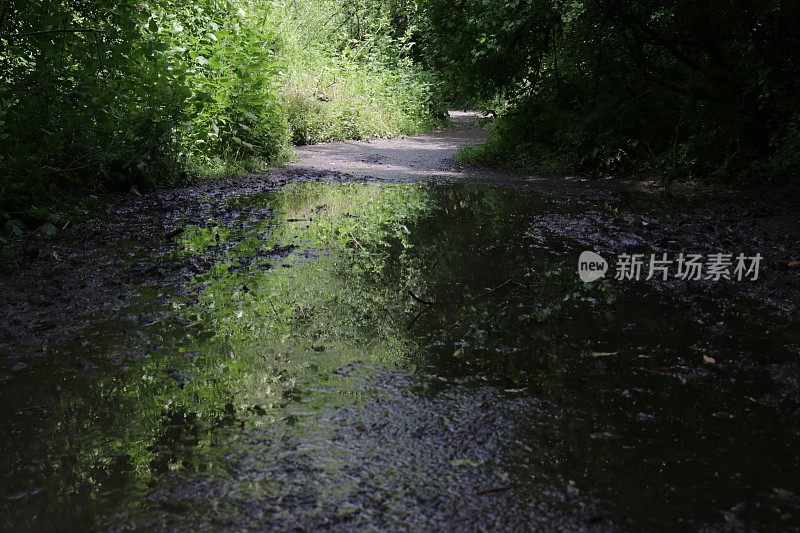 在阳光下泥泞的英国乡村小路林地隧道的图像，树木创造的阴影水坑泥径，杂草，野生大蒜花，梧桐(槭)，榛(榛属)，山毛榉(山毛榉)，蕨类植物