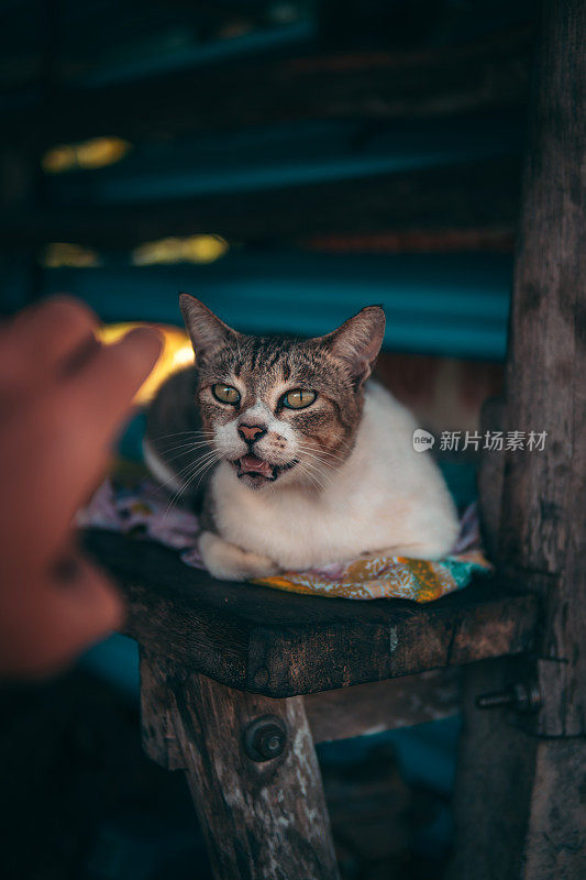 抚摸着坐在门廊上的流浪猫