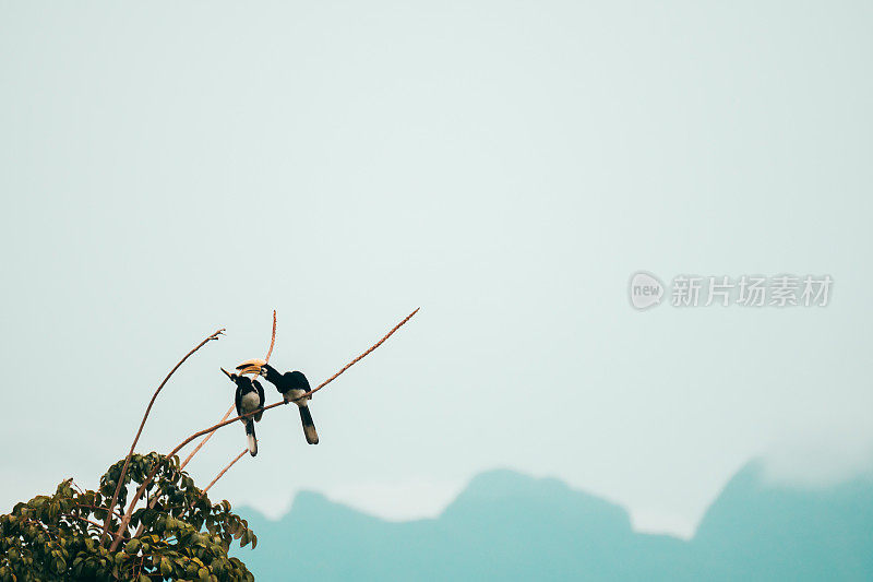 在树顶上的雄伟的犀鸟