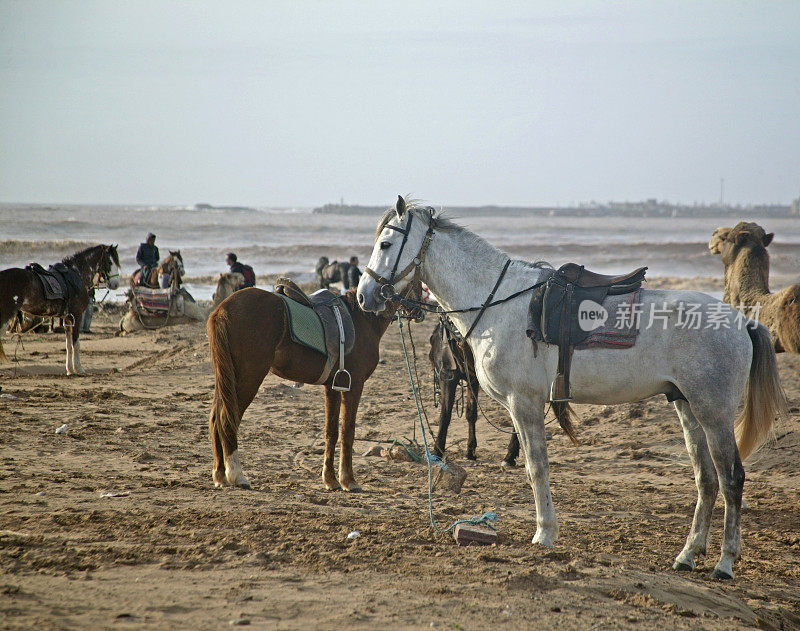 Essaouira、摩洛哥