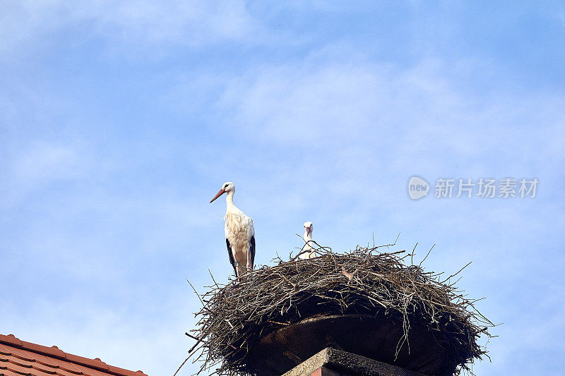 34、鹳巢在屋顶，夫妇，蓝天