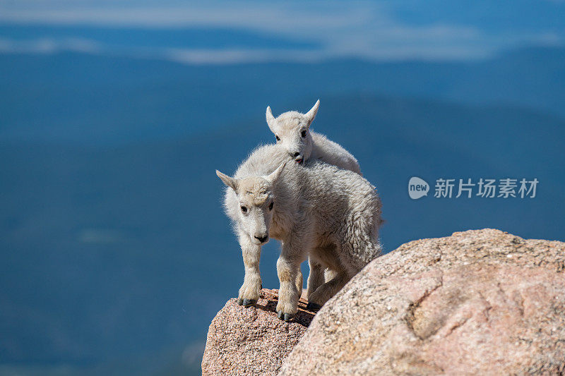 可爱的山羊羊羔(孩子们)在山坡上嬉戏