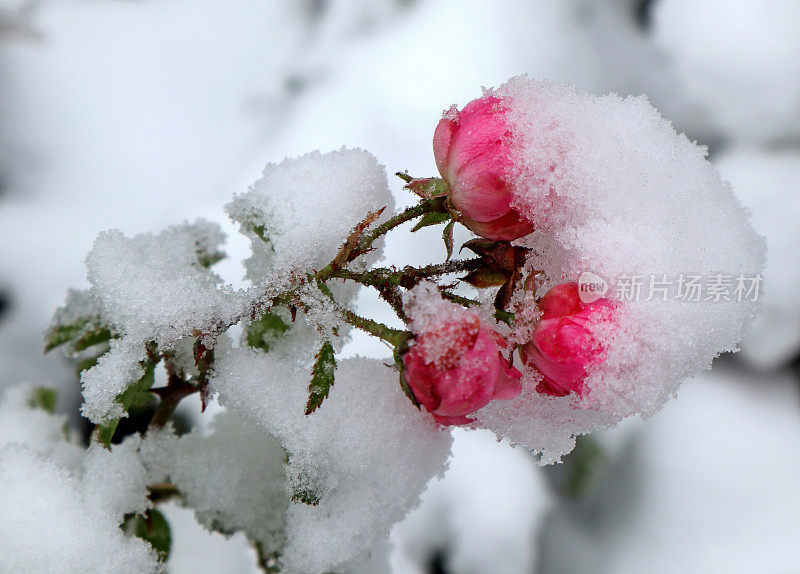 冬天花被雪覆盖