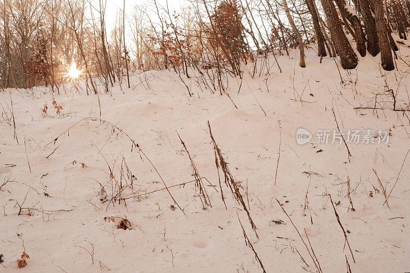 白雪皑皑的景色和太阳透过光秃秃的树木看到的星星