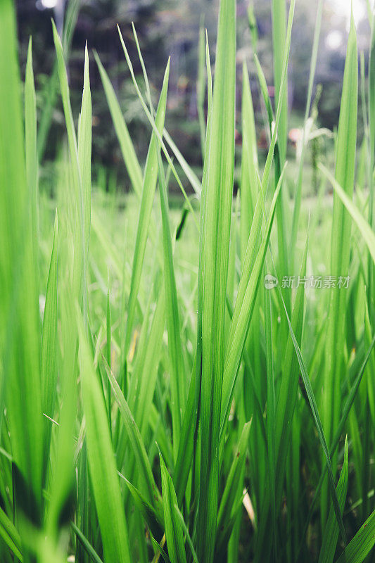 印尼巴厘岛的Tegallalang水稻梯田上的水稻叶子的近景