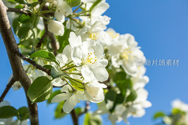 近距离观看盛开的苹果树在5月